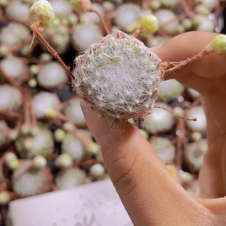 12精品蛛丝2颗一组