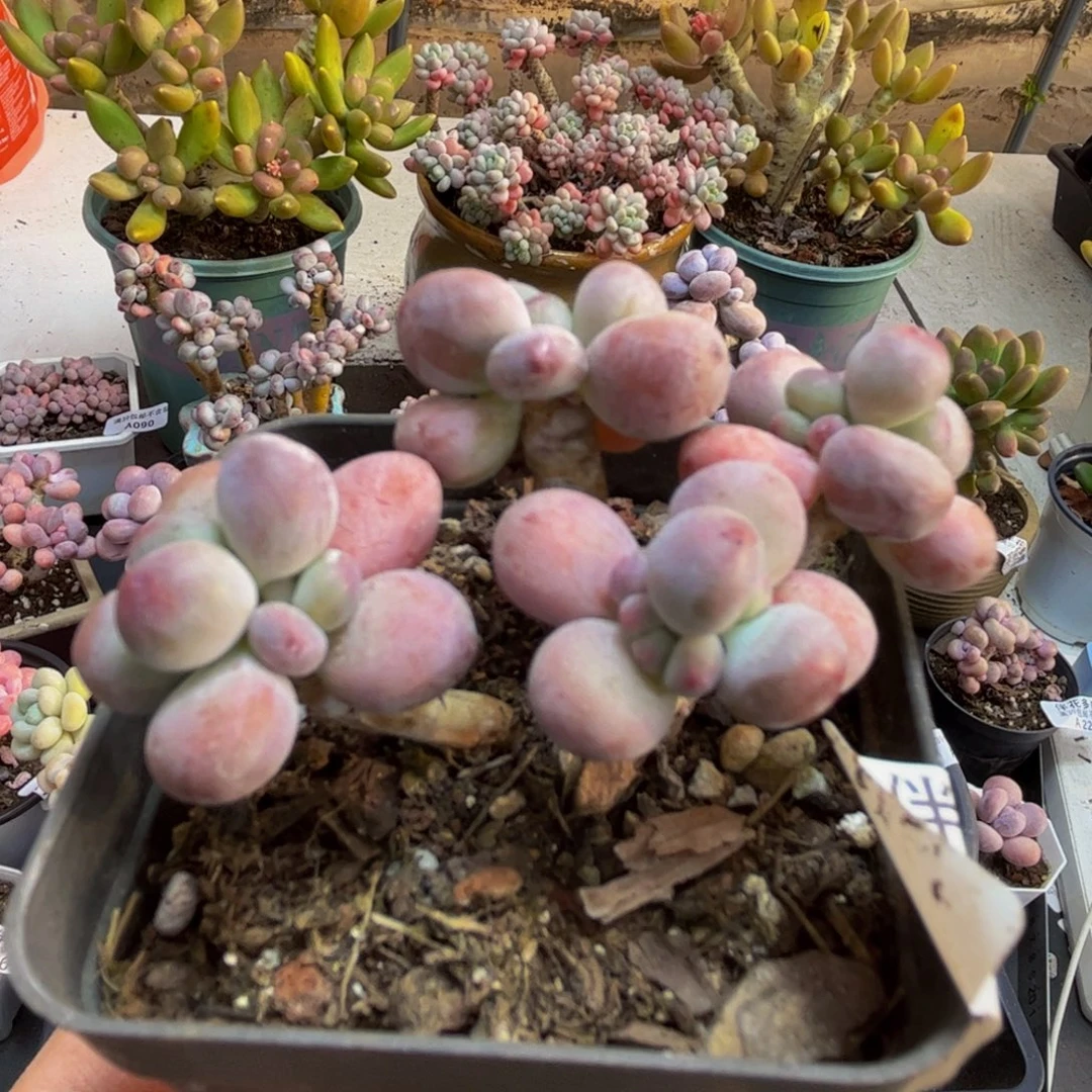 959/5cm苹果奶多肉植物