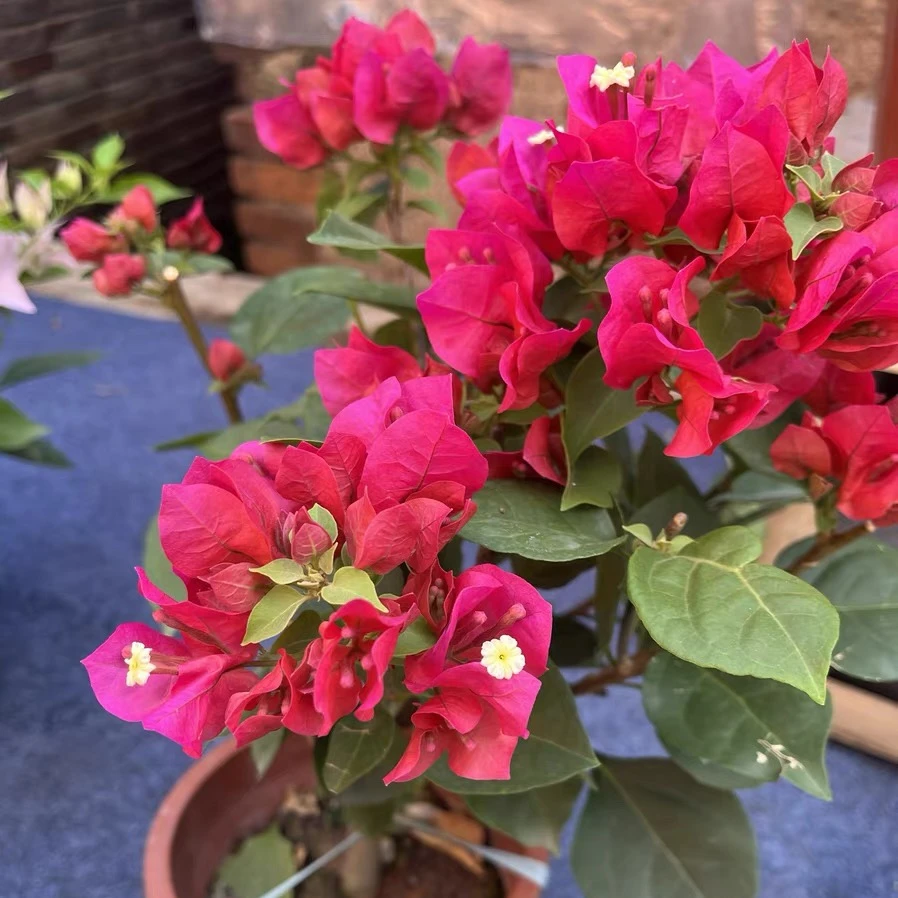 三角梅中国红四季开花勤花原盆原土爬藤高飘枝阳台庭院好养