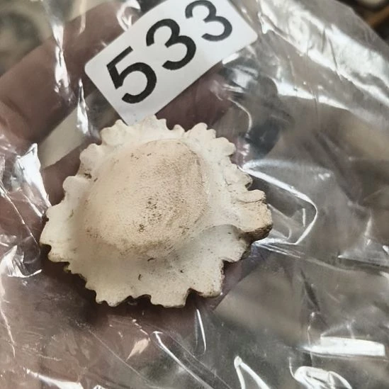 隐***娃鹿角鹿角鹿角鹿角鹿角鹿角