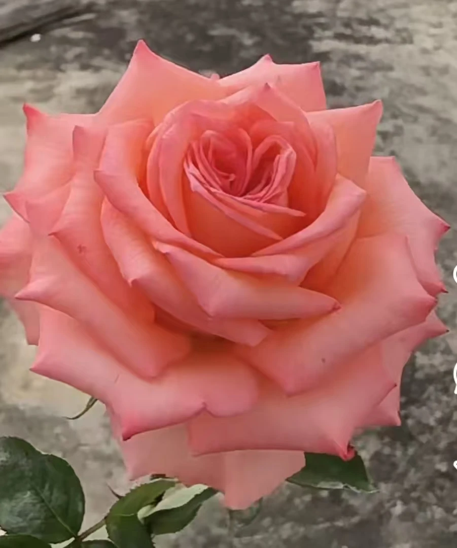 【水蜜桃特大苗】四季灌木