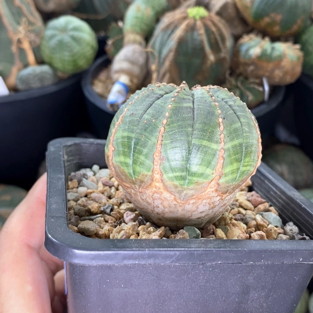 29 欧系实生布纹球多肉植物