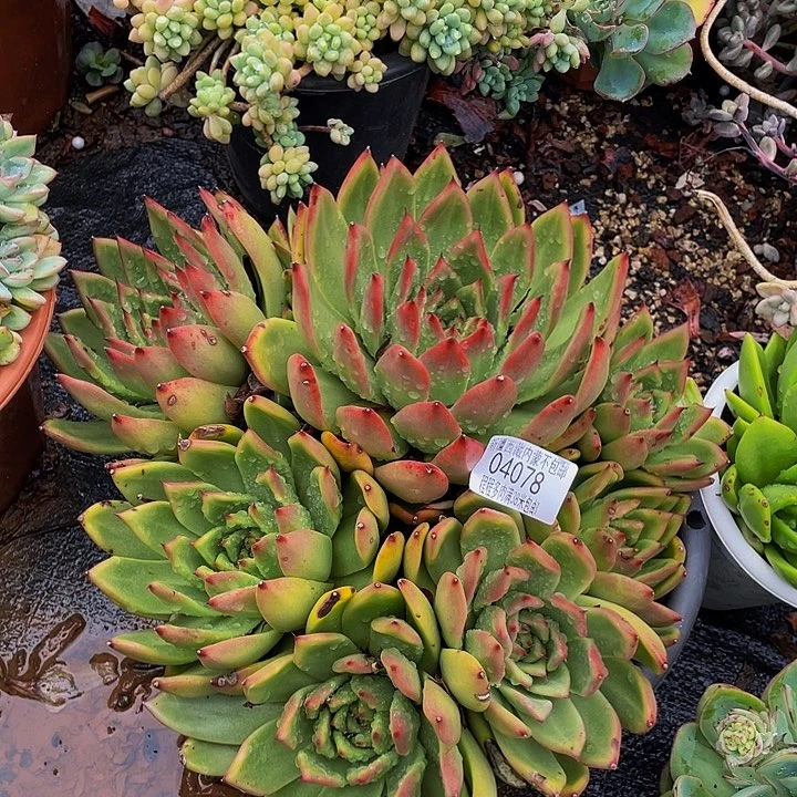 治*摩根04078多肉多肉