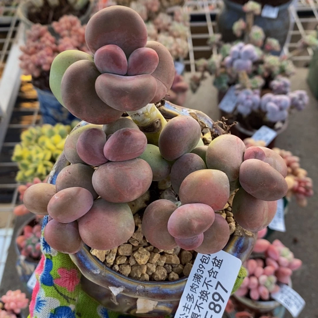 芒果奶酪金蟾Kk奶897/9c m