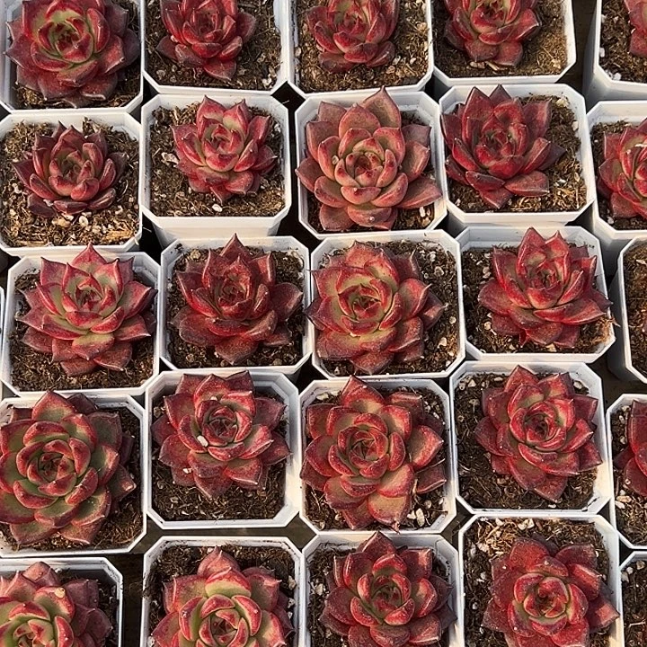 焰火。   福利多多