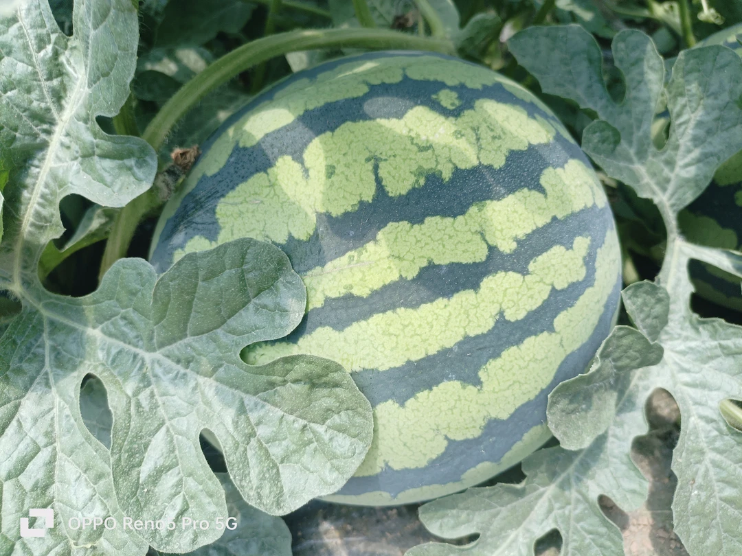 产地严选鲜藤鲜叶皮薄肉厚清甜多汁麒麟西瓜庞各庄小吊瓜