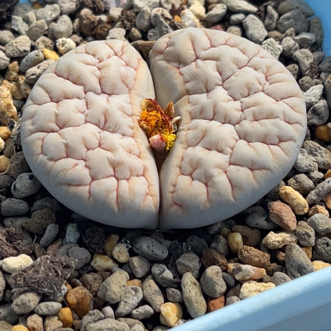 7258凹凸拿铁189一颗3.8服盆