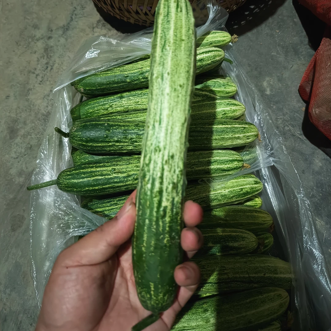新鲜旱黄瓜农家土黄瓜露天可生吃水果现摘健康小健康轻食湖北