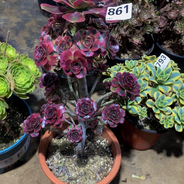 ℒ***࿐无花朵冰淇淋861000000000