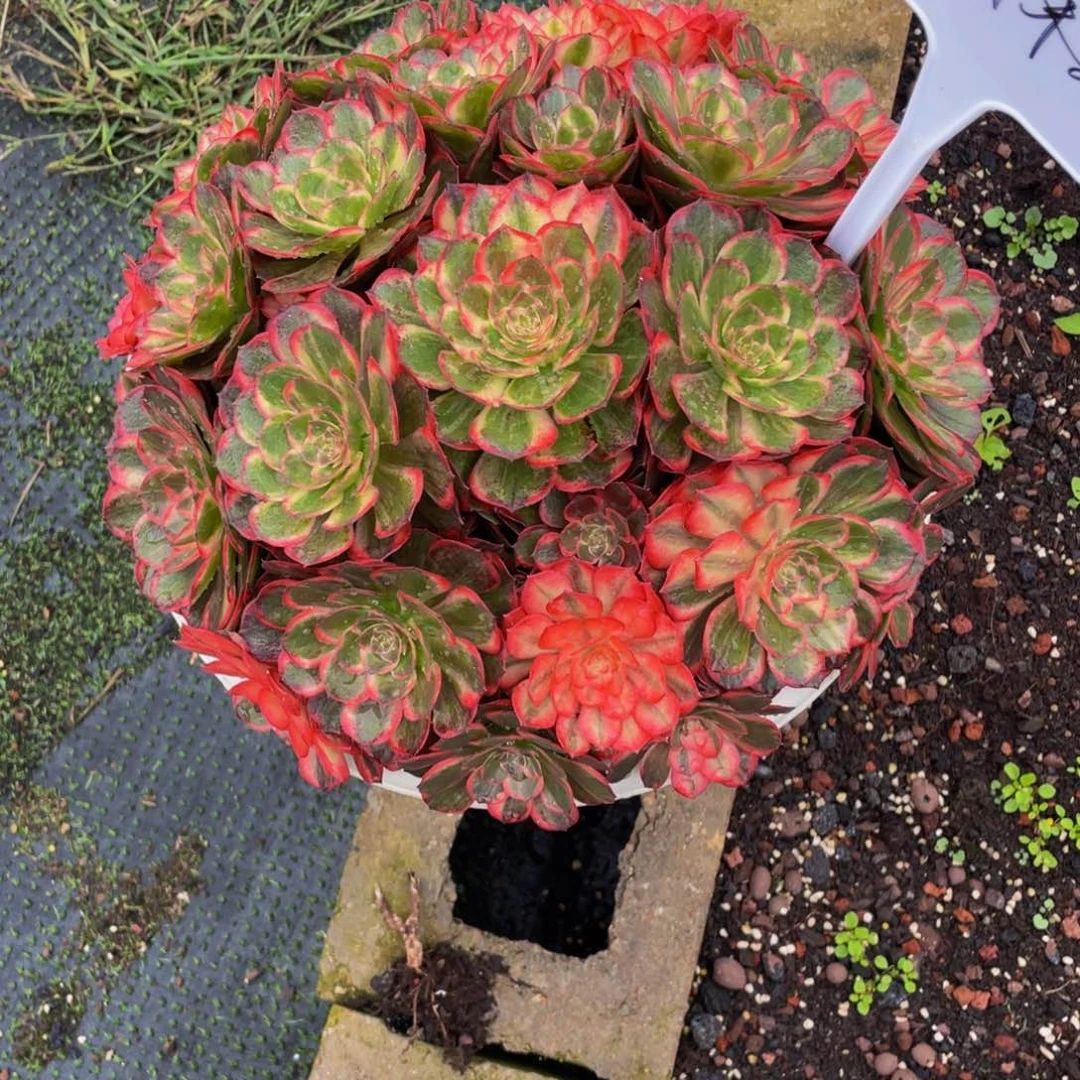 九***莉【通用】万圣节系列群生多肉植物万老桩大手捧精品多肉