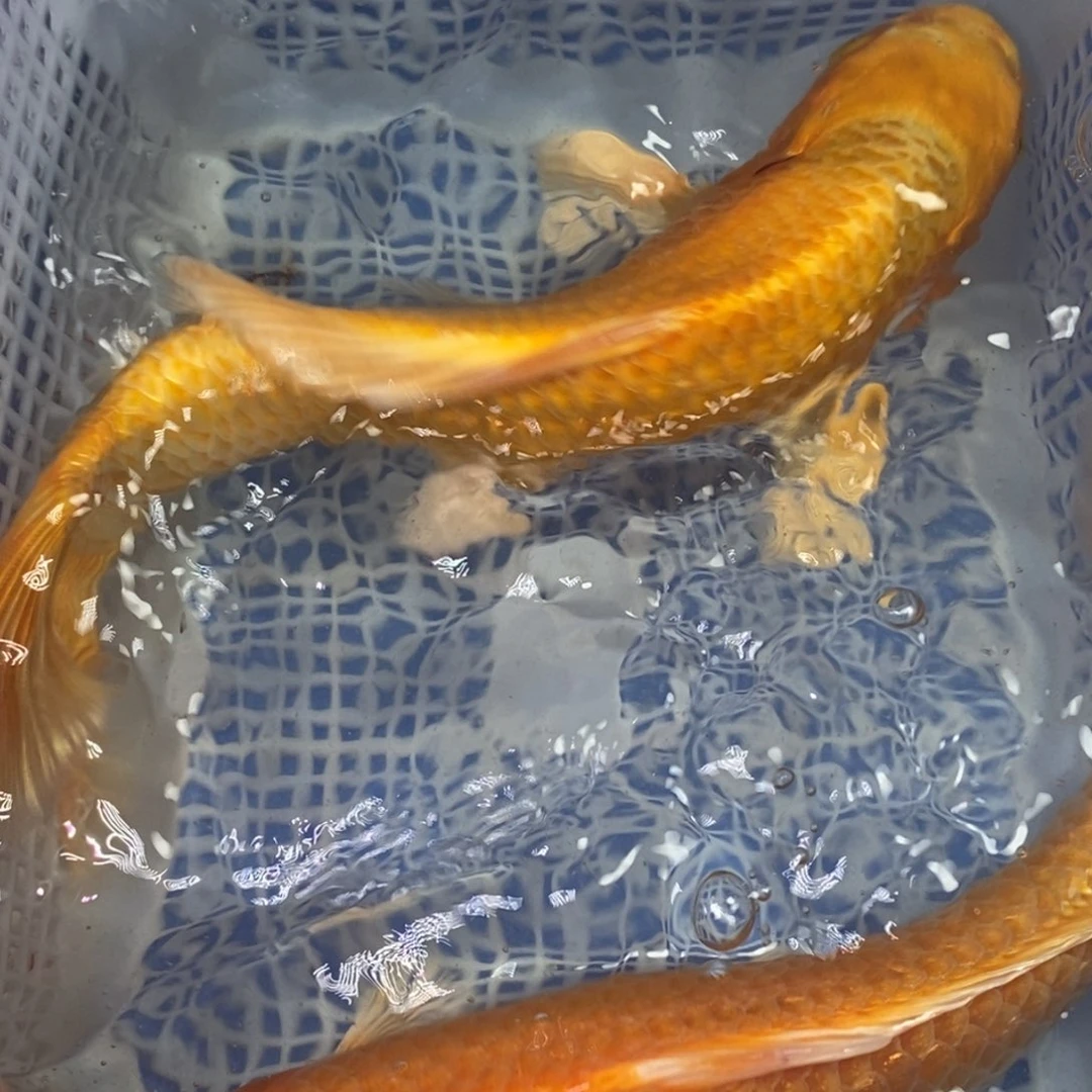 锦鲤冷水锦鲤包邮