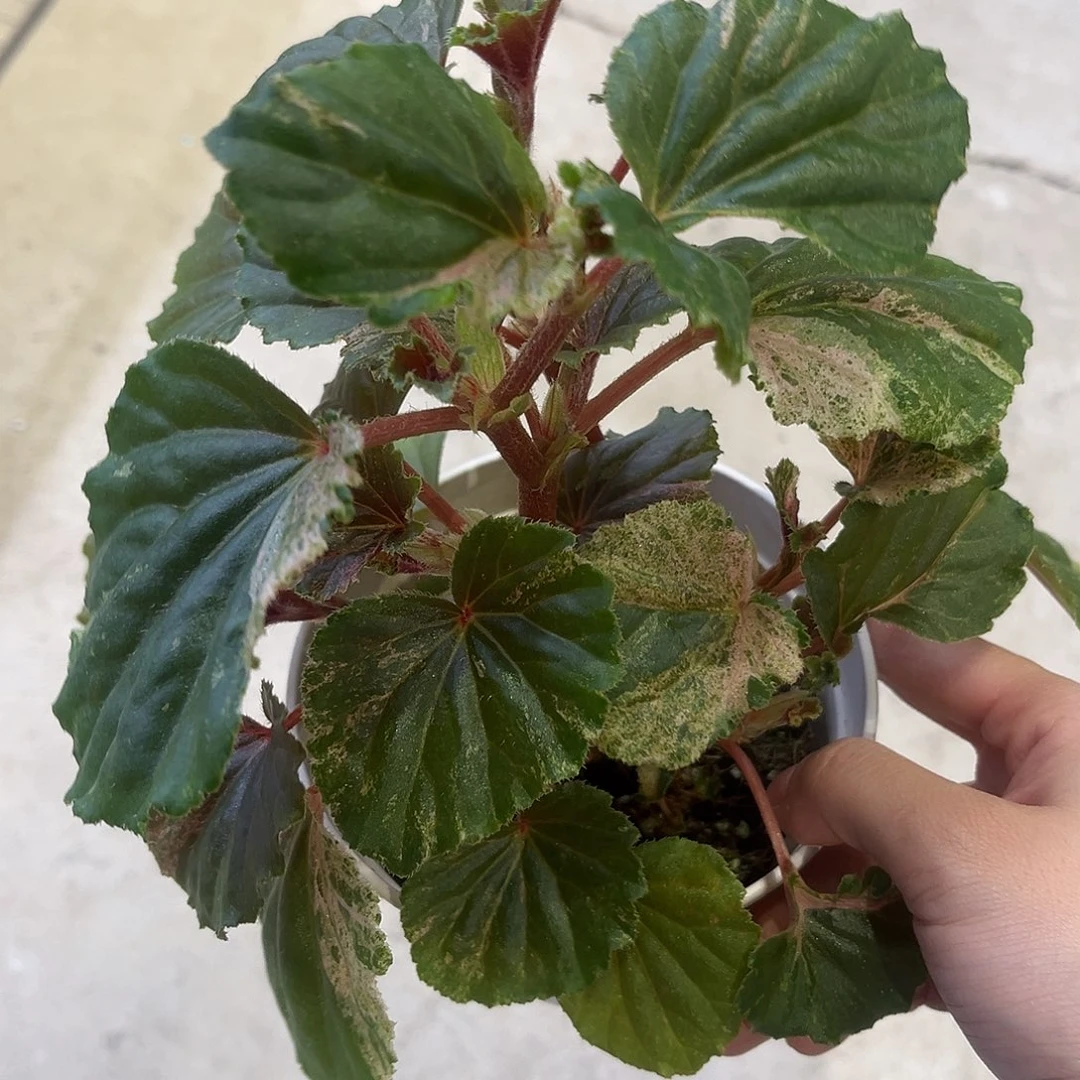 完全开放贝壳锦竹节