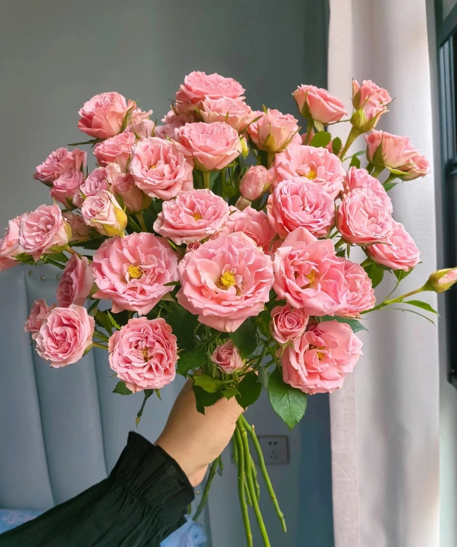 【露露公主多头玫瑰】10枝云南基地源头直发 家庭鲜花 周期订阅鲜花