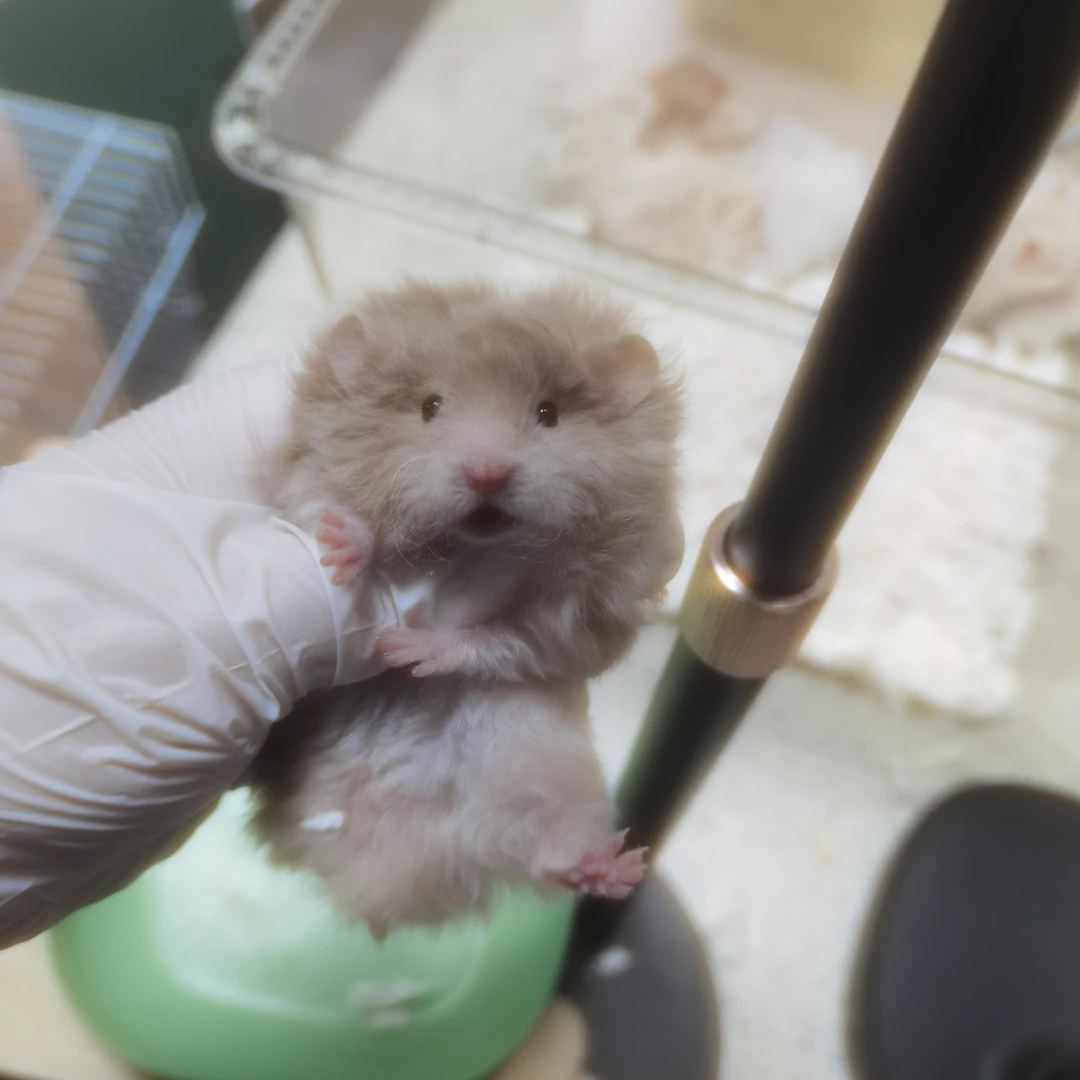 家养温顺可爱长毛金丝熊仓鼠宠物易上手