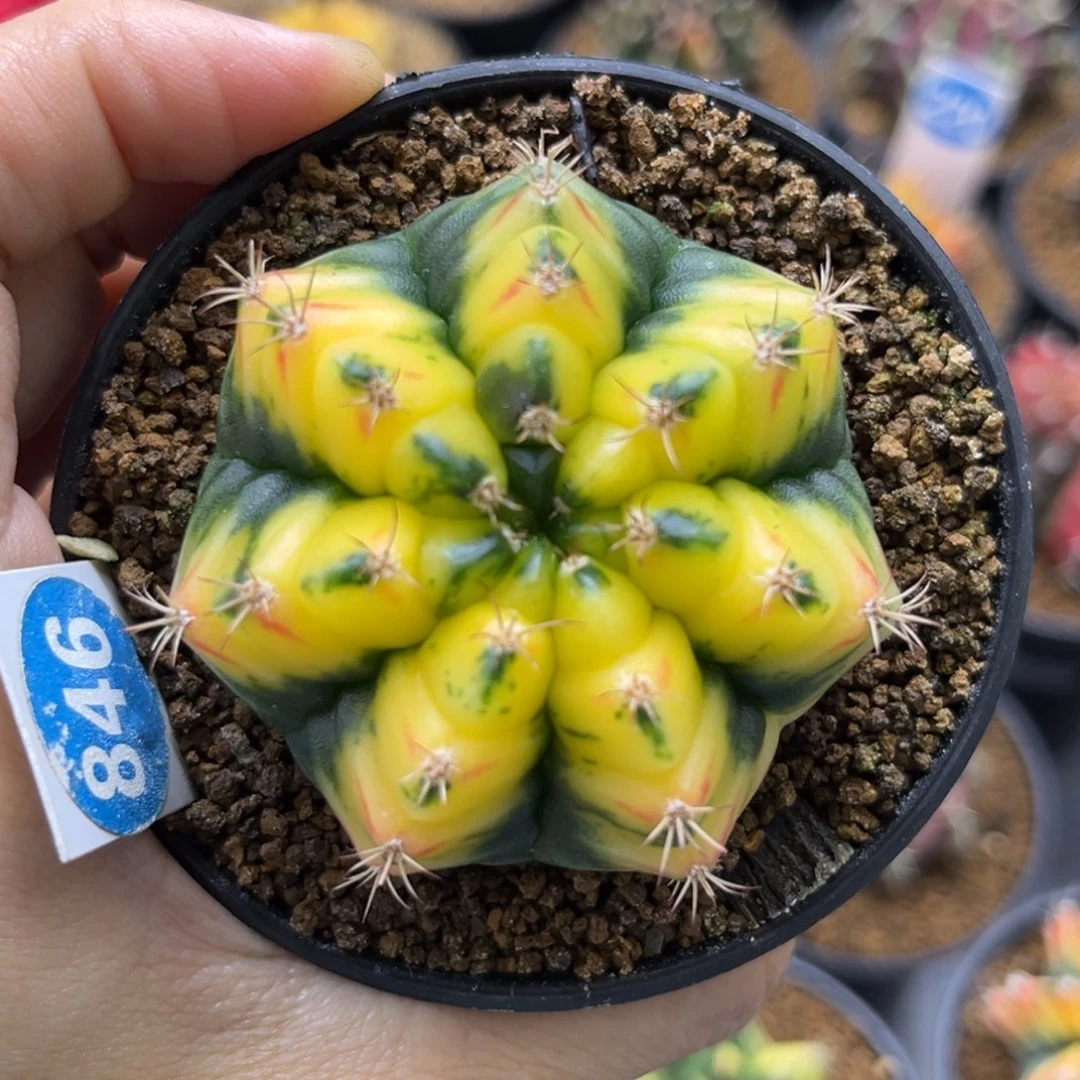 846一物一拍带盆土发