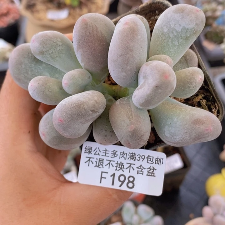 米可奶8cm198多肉植物