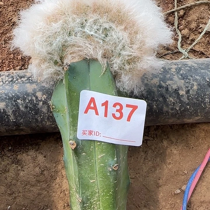 星***星无花朵嫁接老乐缀137