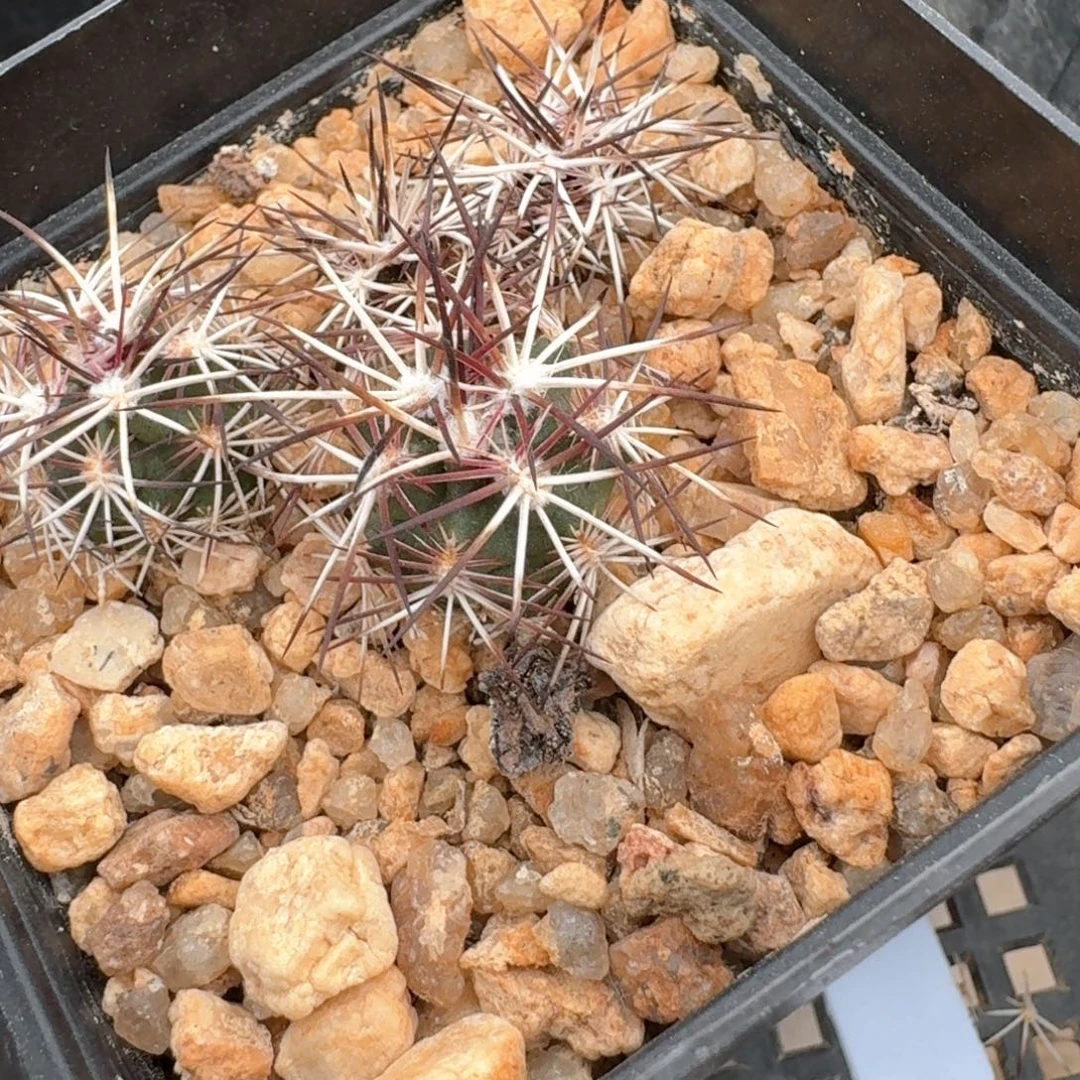 ****°花花花花花花花花