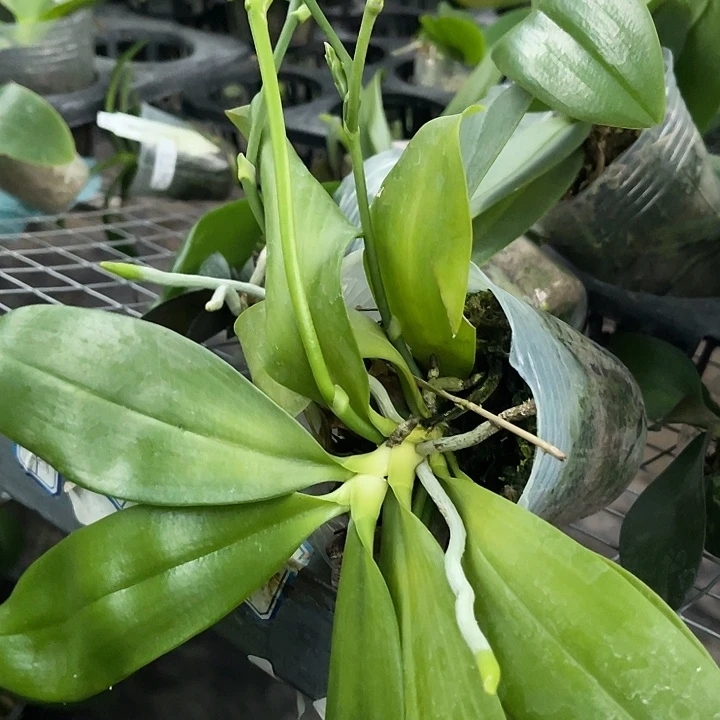 当前无花栽培后可以开花兰柯柠2.8带剑