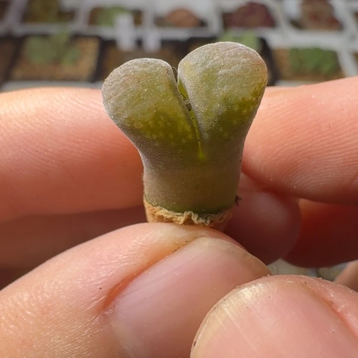 风铃 vxgvvhjhgxdfgi