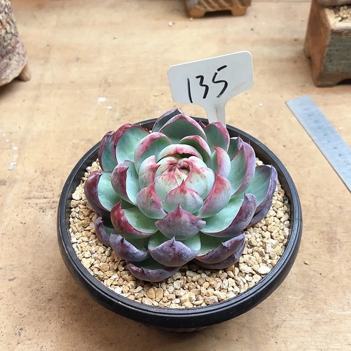 多肉植物，惊鸿仙子135号