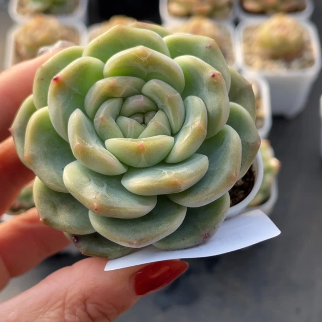 690号糖心冰心珍妮