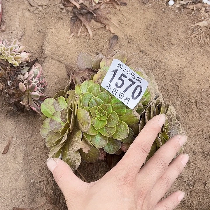 1570花月夜多肉植物