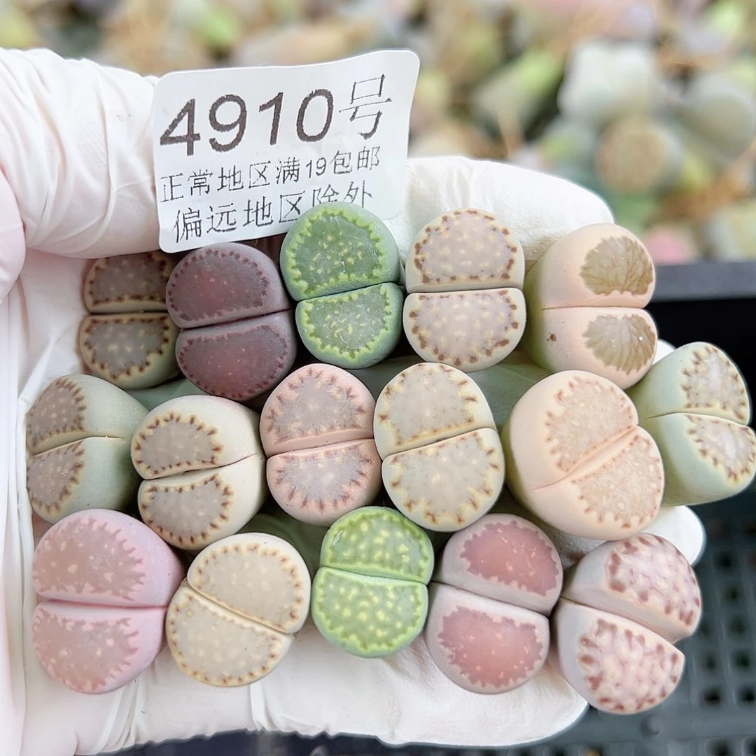 4910四年彩饼干16个1.5cm左右