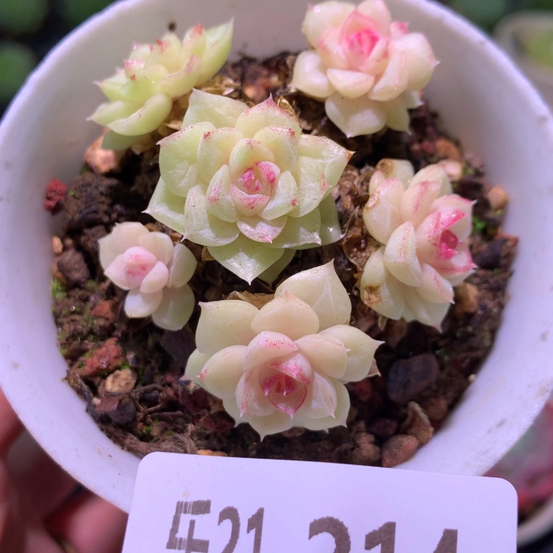 乐然21-214 白天鹅群