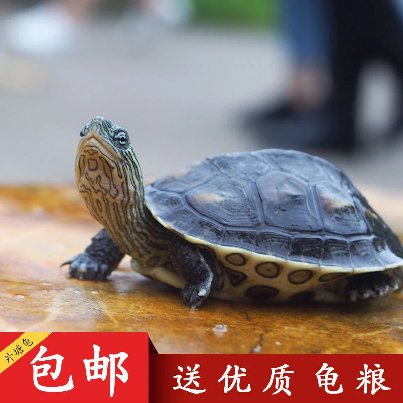 神龟先生【直播链接】小乌龟活物宠物龟水龟观赏龟