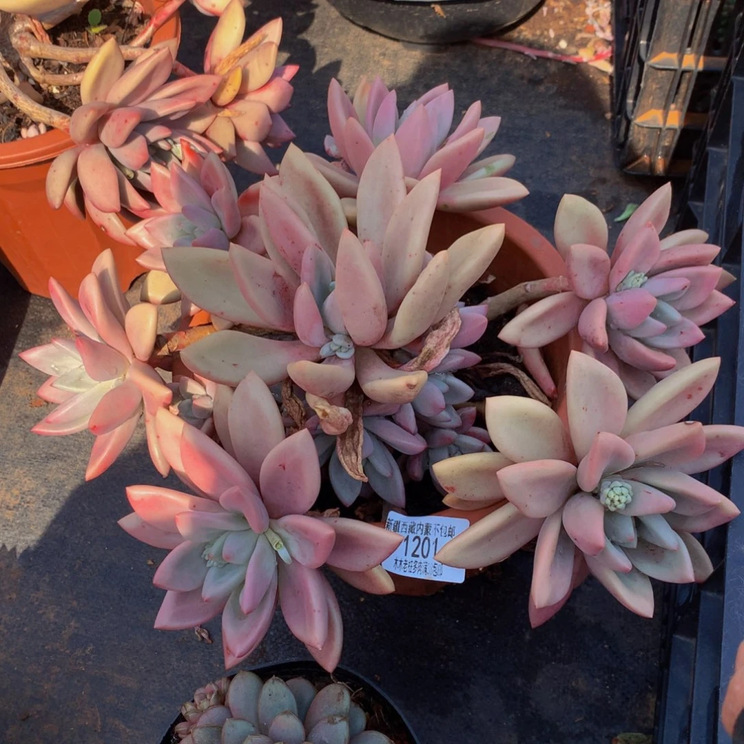 米****?1201桃花源多肉