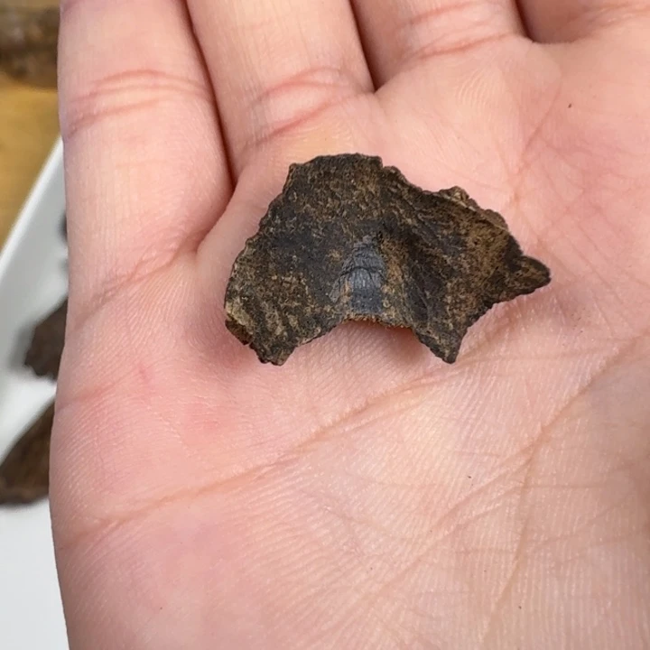 伟业香堂海南沉水料0.8克