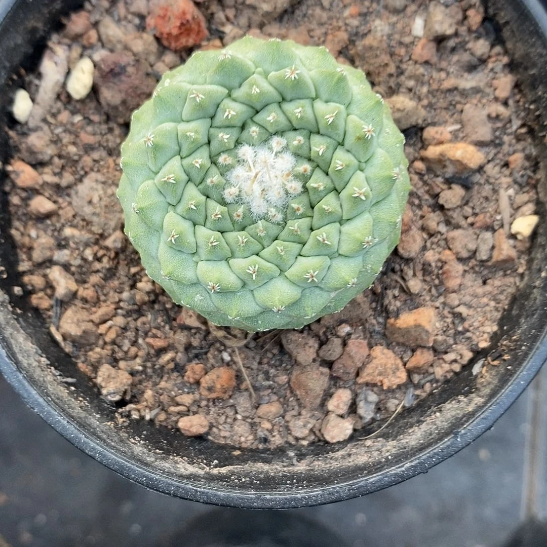 实生  菊水3.1公分左右一物一拍