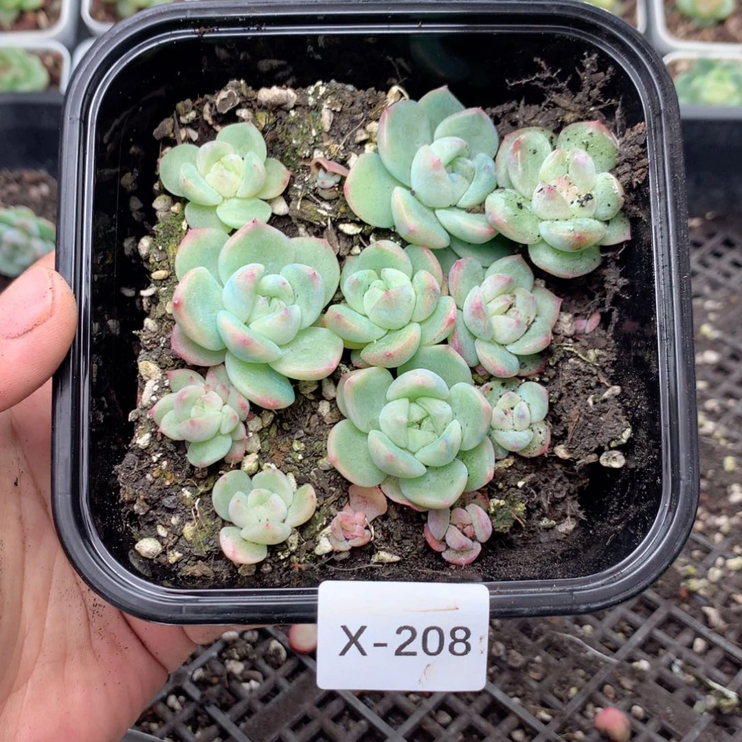 无花朵X208英语英语