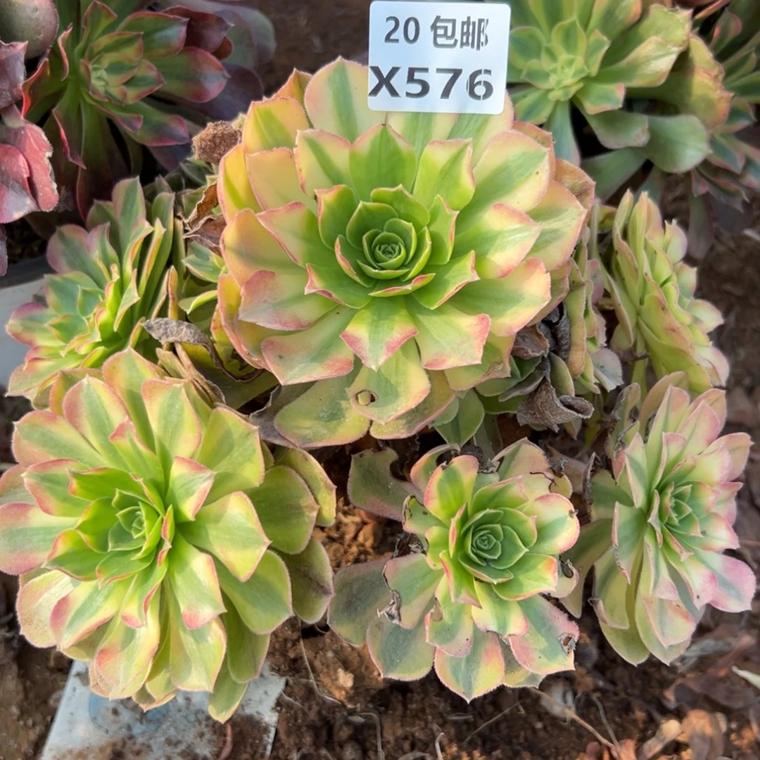 576雨荷，满20包邮嘟叮熊