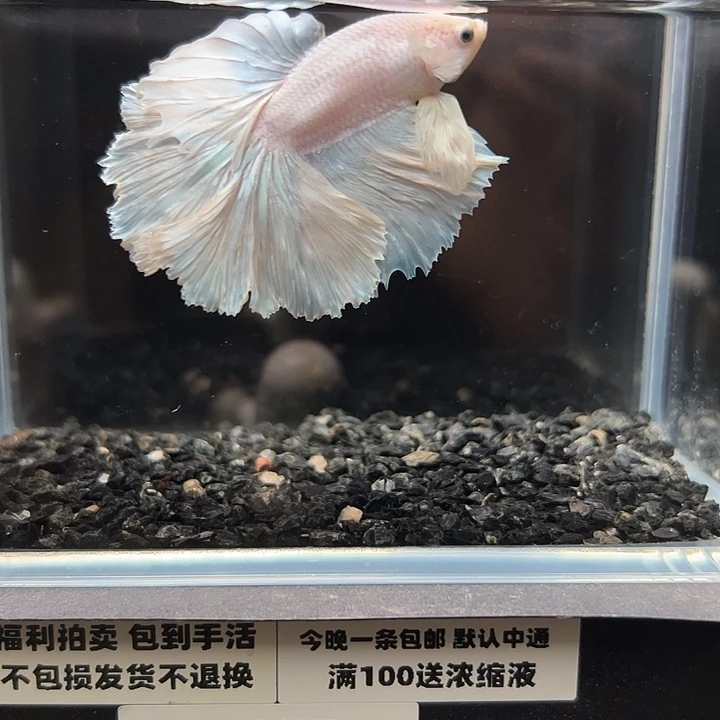 斗鱼跑单拉黑13日129