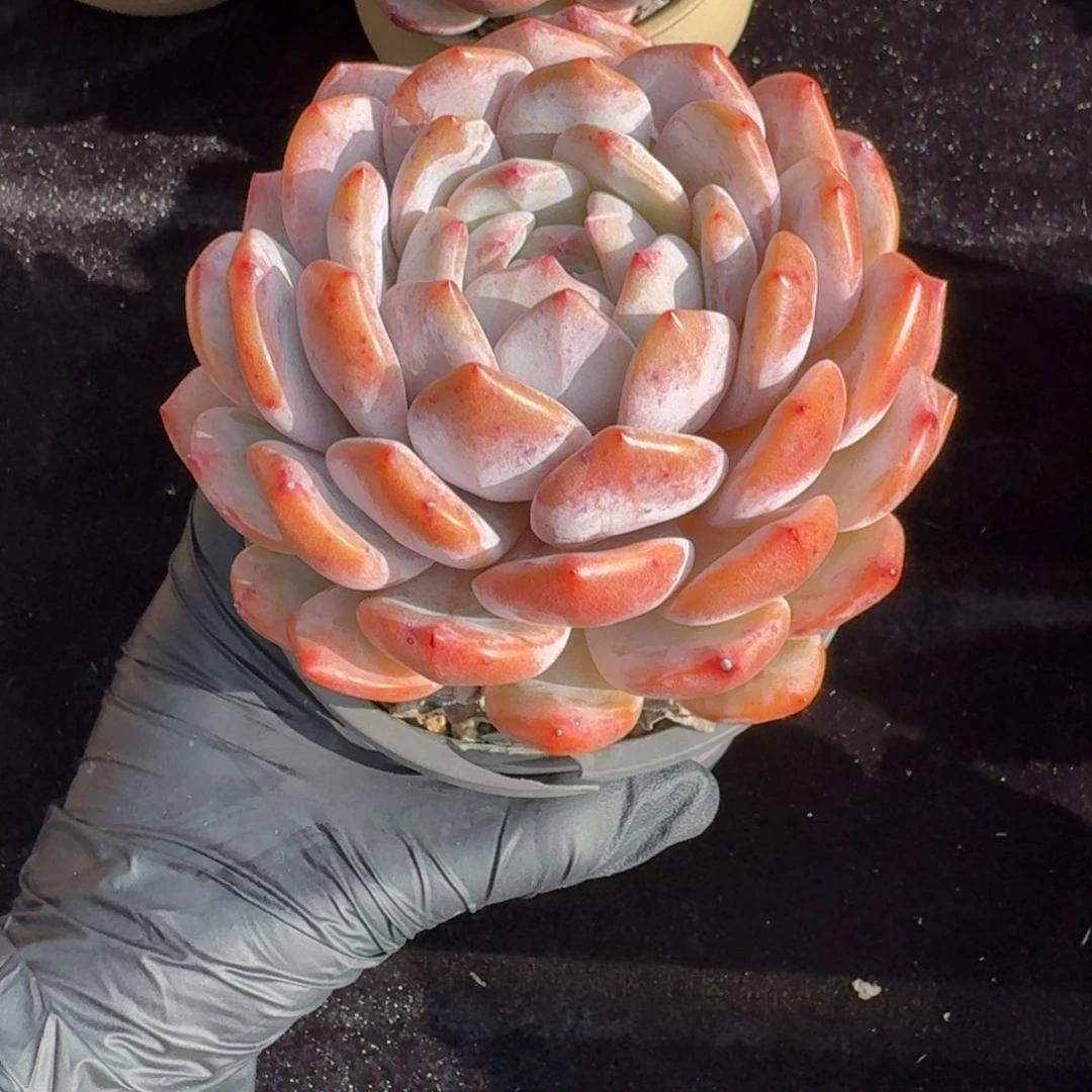 香***纸精美单头橙子，专拍链接。