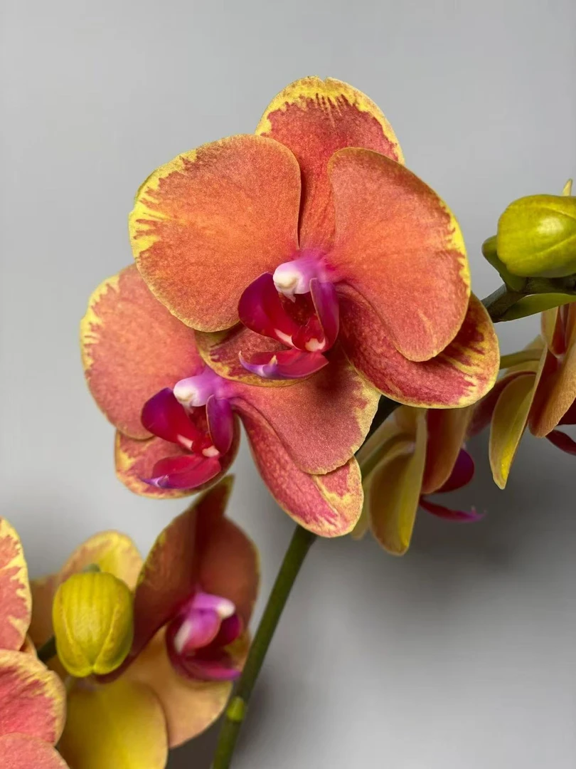 （闪边金橘）蝴蝶兰 云南昆明基地直发带花带花苞