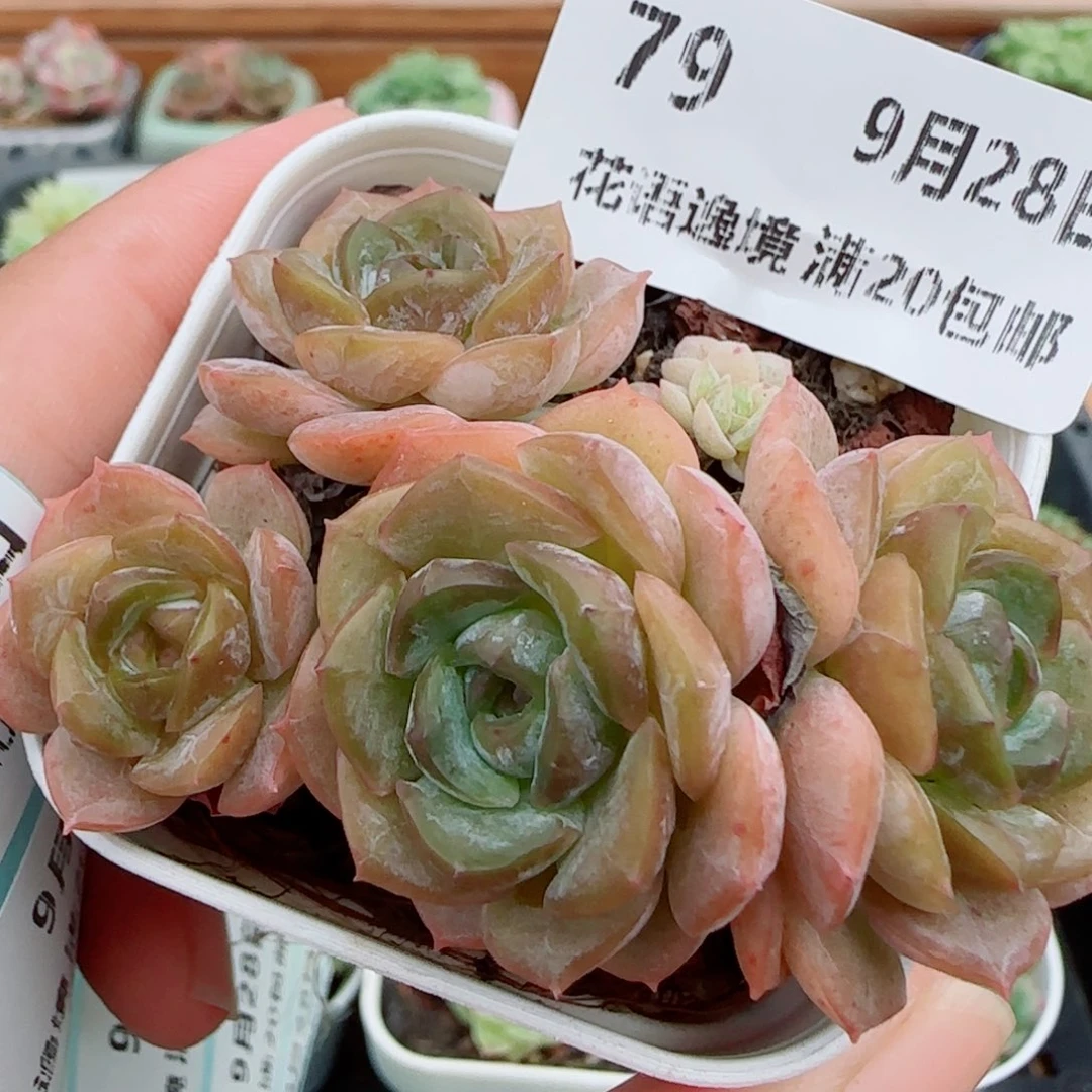 花语逸镜0928-79绒金