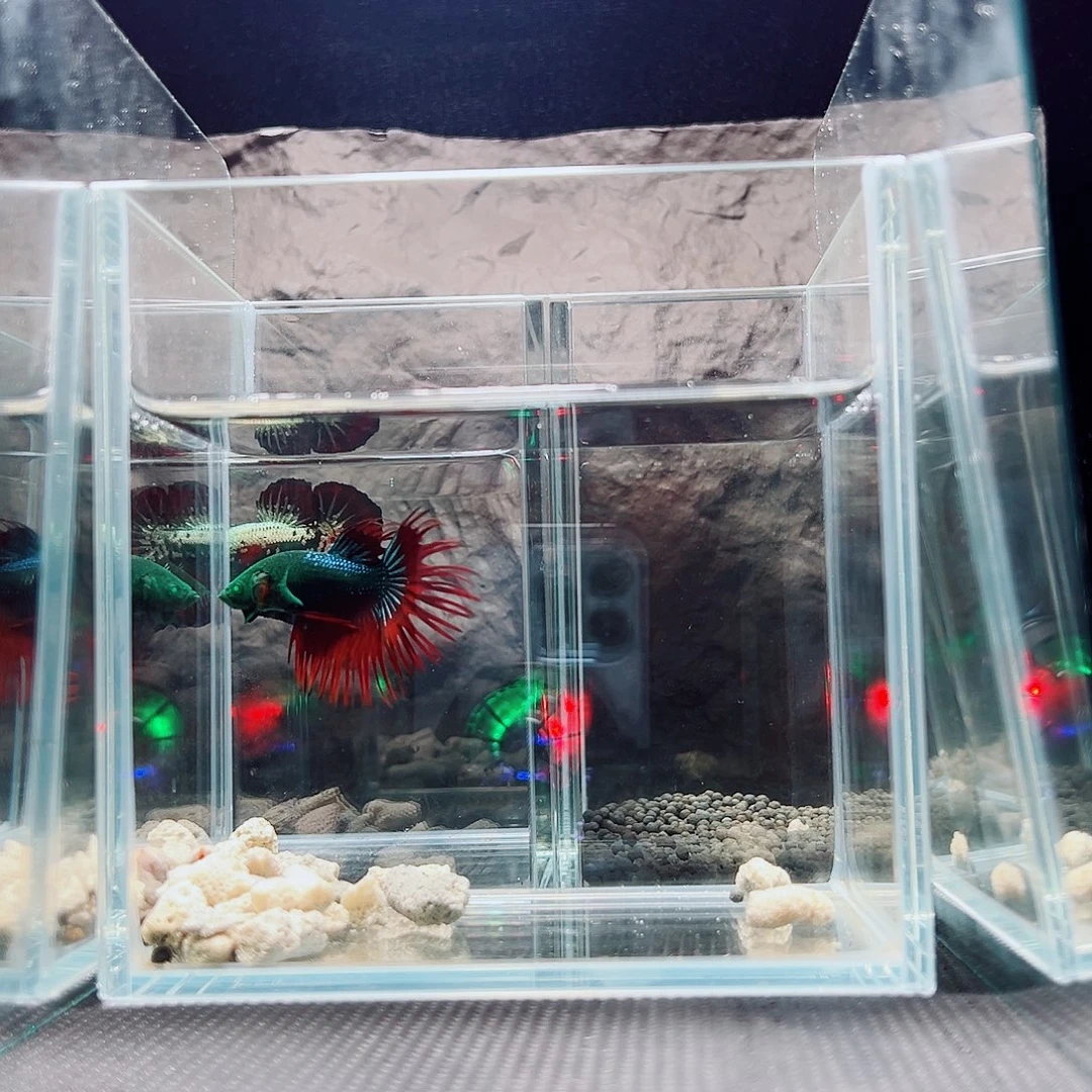 海胆精品精品精品