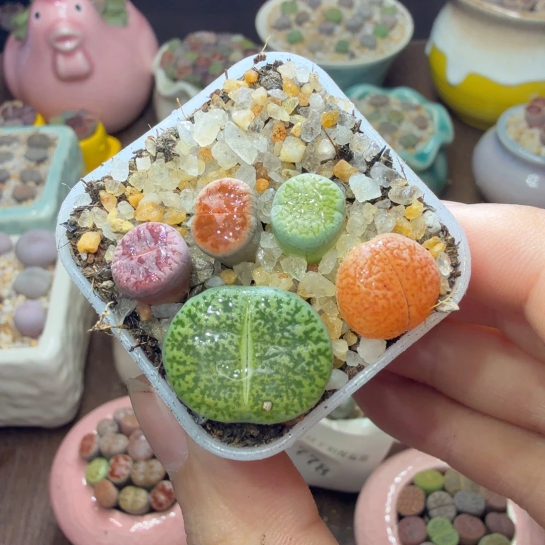 多肉葡萄的季节性好786