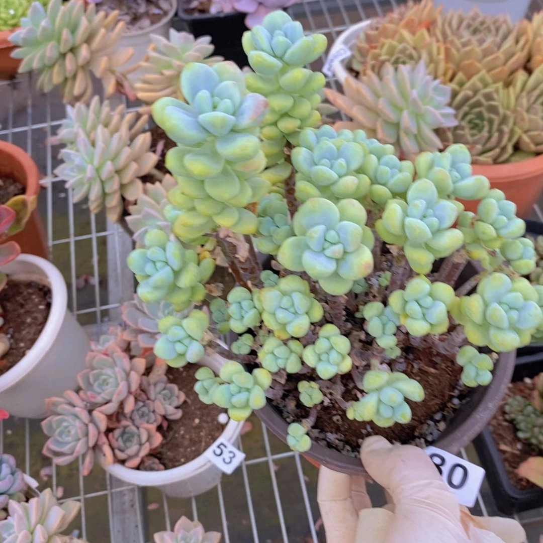 880冰心整桩一物一拍