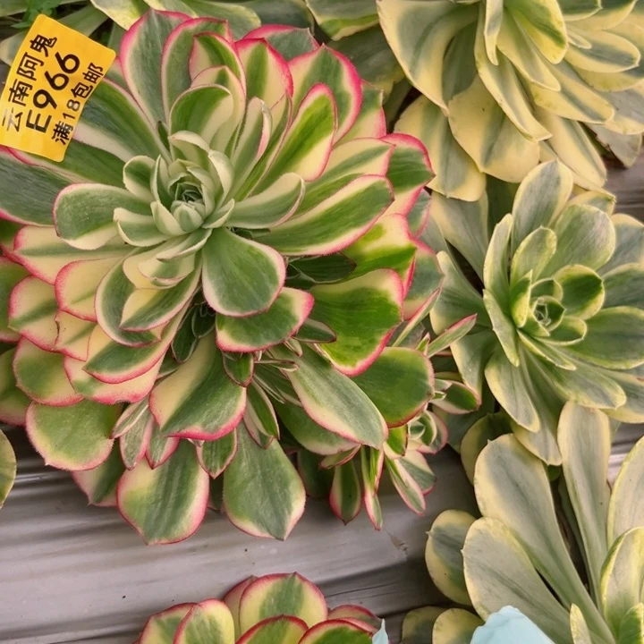 乡****)海仙966多肉植物