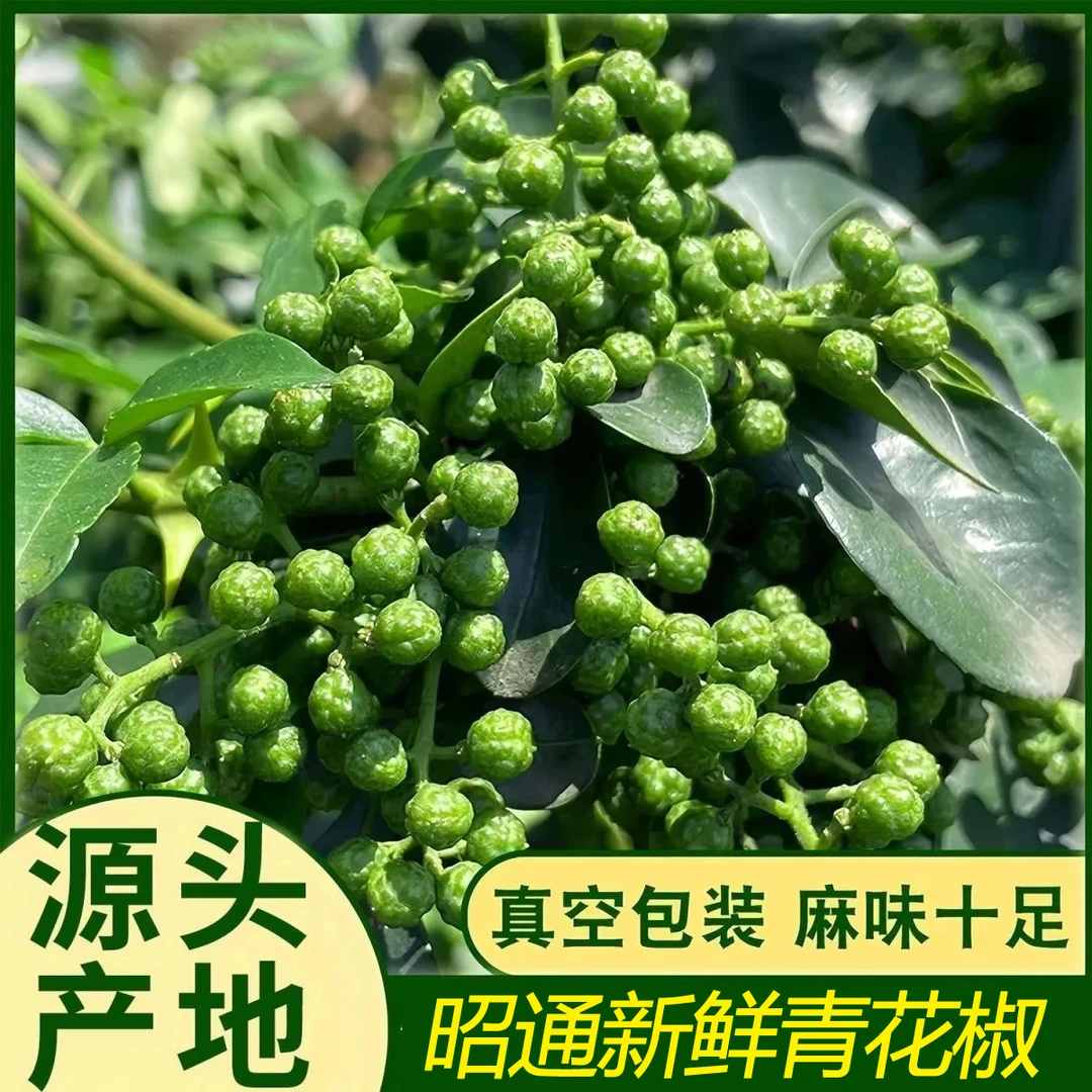 新鲜青花椒云南昭通饱满清香纯正真空保鲜生麻椒
