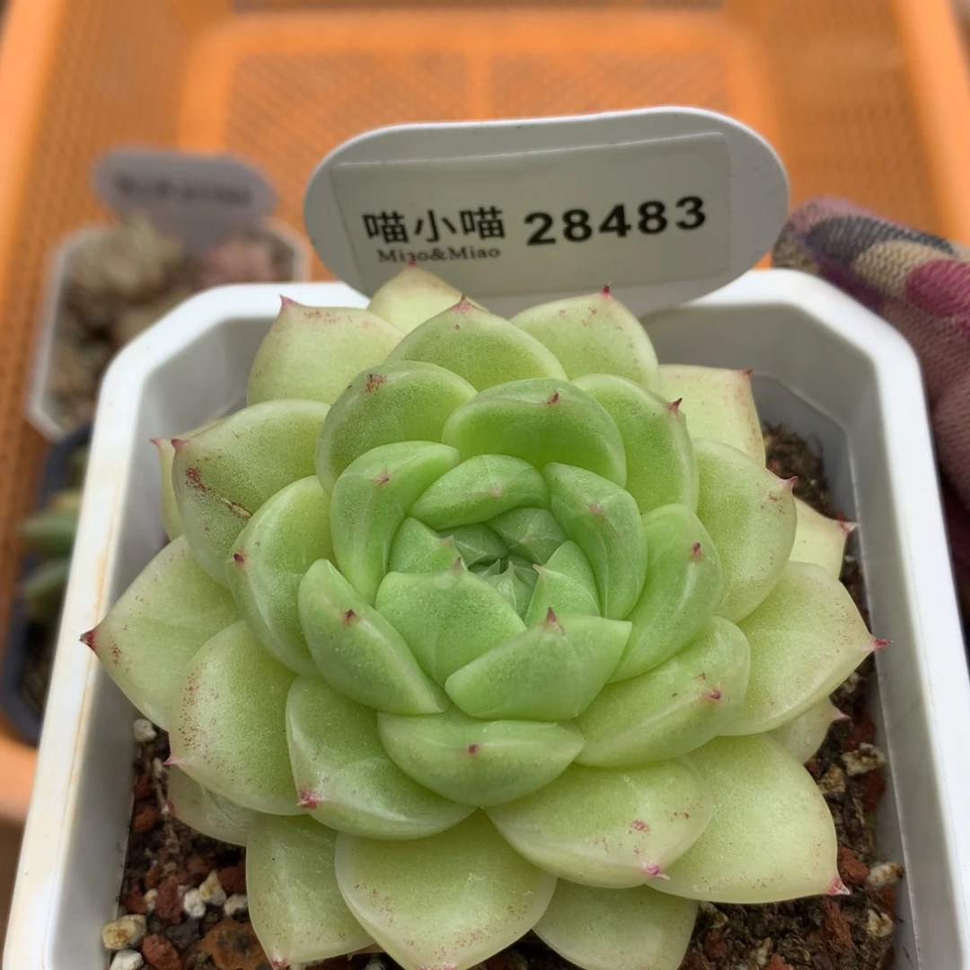 多肉植物麦秆珍妮