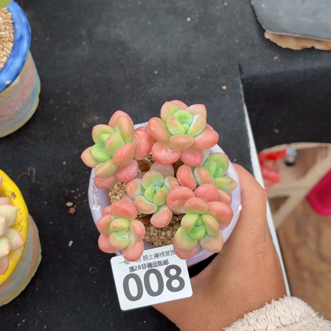 橘子香水老桩无盆土发货