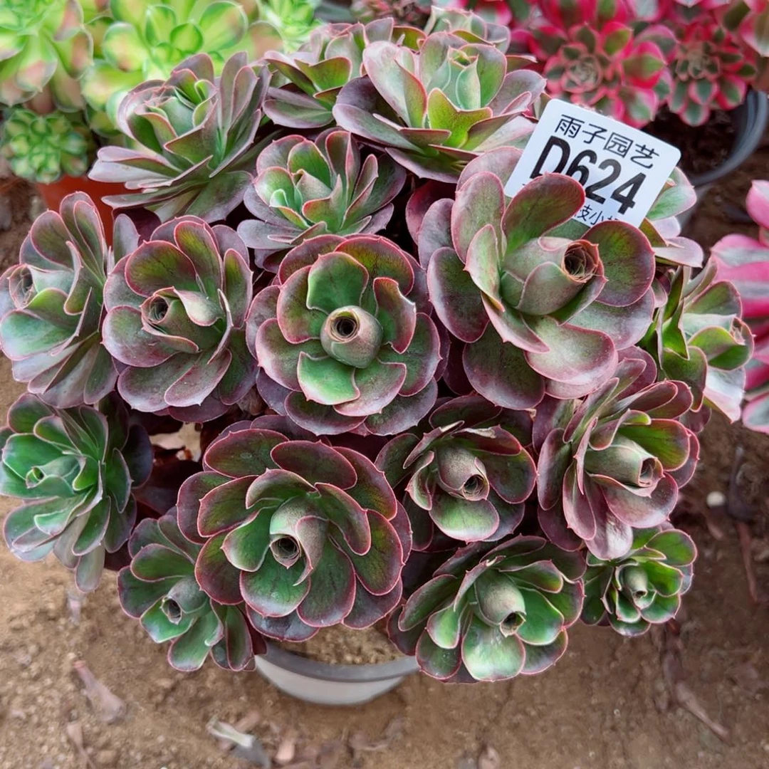 624魅金玫瑰雨子多肉植物