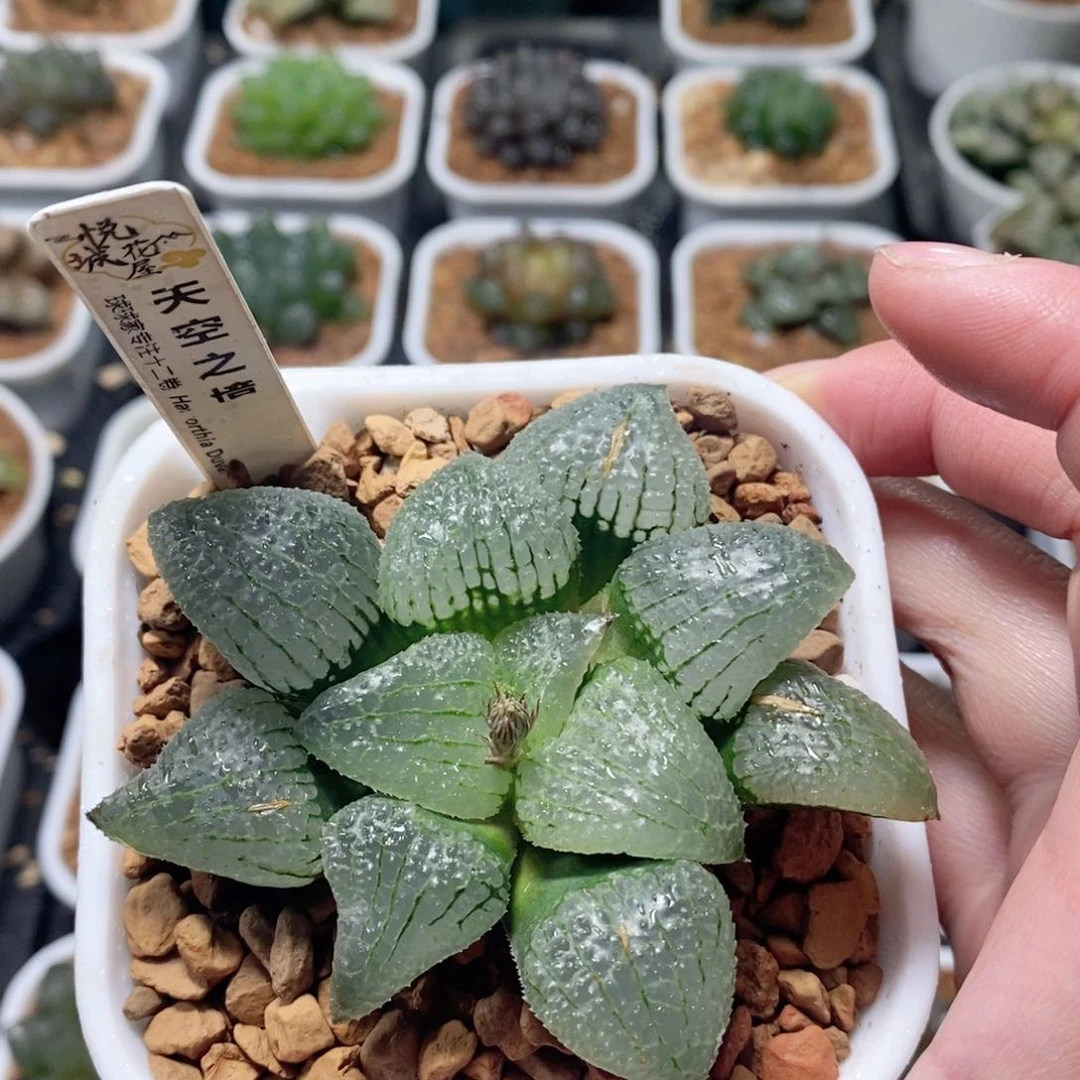 天空之境玉露多肉植物