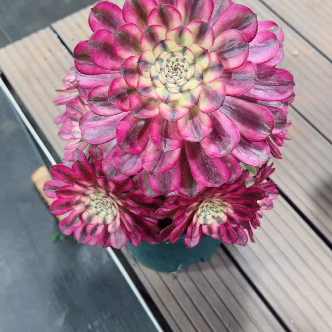 多肉植物发货发货