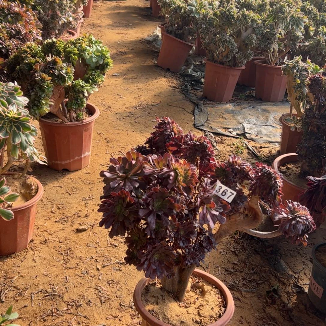 铜壶缀有伤367官府40